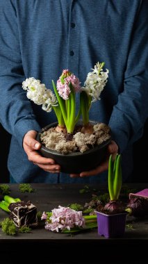 man gardener planting winter or spring flowers hyacinth on black background