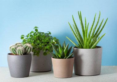 yeşil bitkiler kaktüs sulu aloe vera, gasteria duval, pilea depresisa, parodia warasii