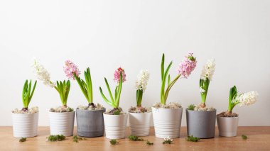 white pink hyacinth traditional winter christmas or spring flower
