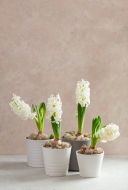 white hyacinth traditional winter christmas or spring flower on beige background