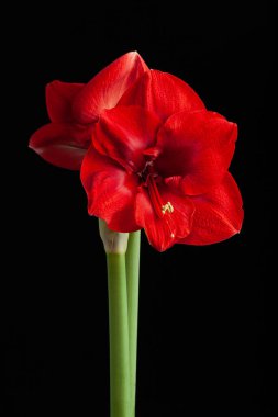 red winter christmas flower amaryllis Merry Christmas on black background