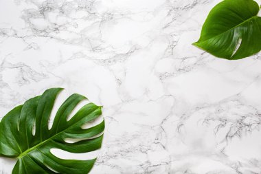 Gri mermer arka planda tropikal bitki