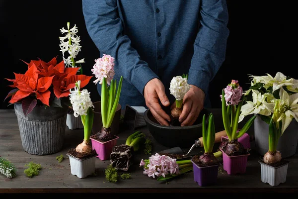 man gardener planting winter or spring flowers hyacinth on black background