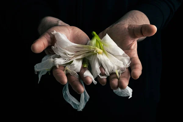 man\'s hand holding wilted flower, concept of melancholy sadness fatigue despair or depression