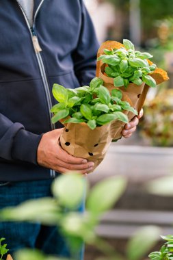 man customer hand choosing basil herb for planting in garden center