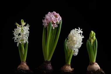 white pink hyacinth traditional winter christmas or spring flower on black background