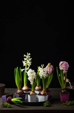 planting winter or spring flowers hyacinth on black background, gardening concept