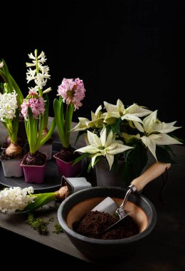 planting winter or spring flowers hyacinth on black background, gardening concept