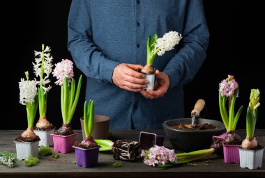 man gardener planting winter or spring flowers hyacinth on black background