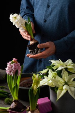 man gardener planting winter or spring flowers hyacinth on black background