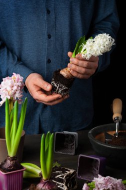 man gardener planting winter or spring flowers hyacinth on black background