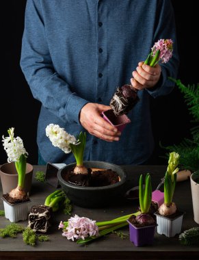 man gardener planting winter or spring flowers hyacinth on black background