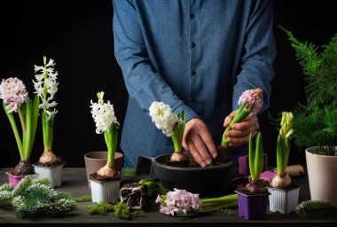 man gardener planting winter or spring flowers hyacinth on black background