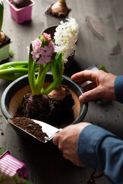 man gardener planting winter or spring flowers hyacinth on black background