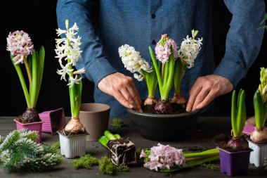 man gardener planting winter or spring flowers hyacinth on black background