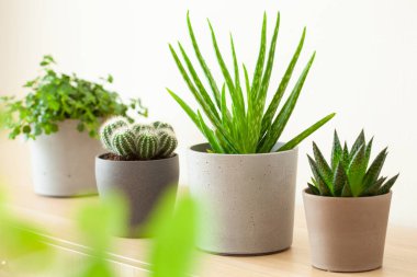 yeşil bitkiler kaktüs sulu aloe vera, gasteria duval, pilea depresisa, parodia warasii