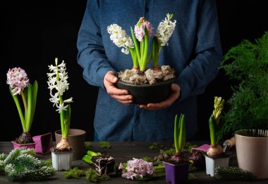 man gardener planting winter or spring flowers hyacinth on black background