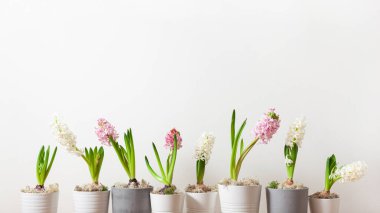 white pink hyacinth traditional winter christmas or spring flower