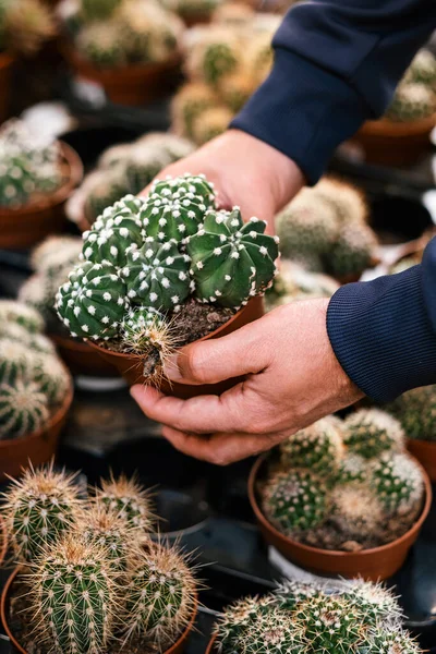 Man Gardener Shopping Garden Center Buying Cactus Houseplant — Stock Photo, Image