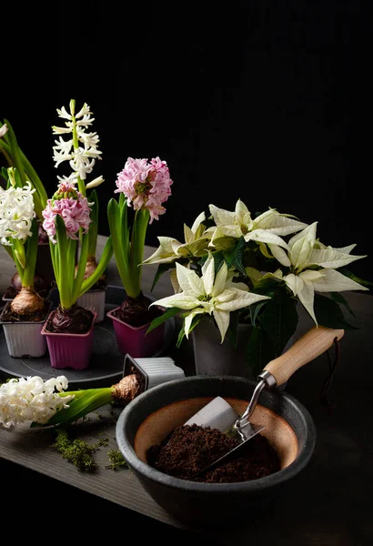Planting Winter Spring Flowers Hyacinth Black Background Gardening Concept — Zdjęcie stockowe