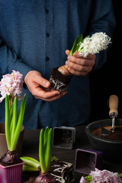 人工园艺师在黑色背景上种植冬天或春天的百合花 — 图库照片