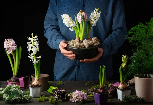 Man Gardener Planting Winter Spring Flowers Hyacinth Black Background — Zdjęcie stockowe