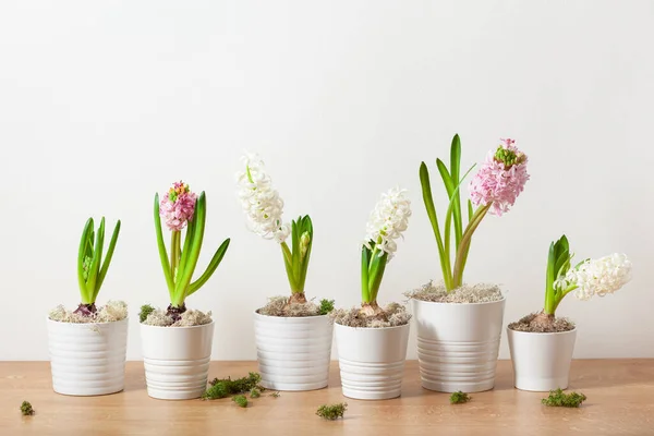 White Pink Hyacinth Traditional Winter Christmas Spring Flower — Photo
