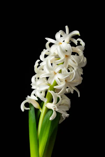 Біла Гіацинтова Традиційна Зимова Різдвяна Або Весняна Квітка Чорному Тлі — стокове фото