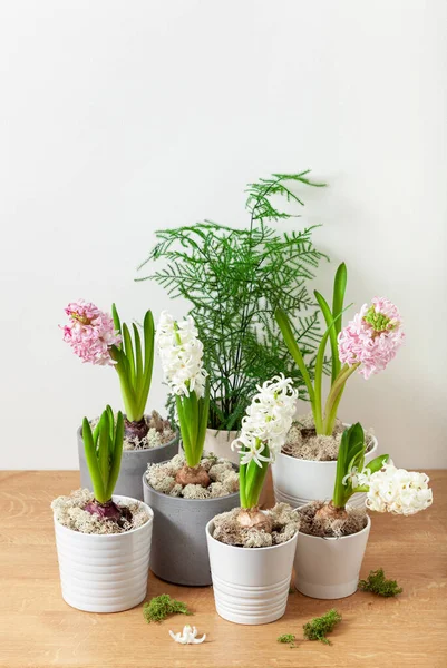 White Pink Hyacinth Traditional Winter Christmas Spring Flower — Photo