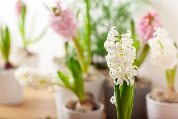 White Pink Hyacinth Traditional Winter Christmas Spring Flower — Stock Photo, Image