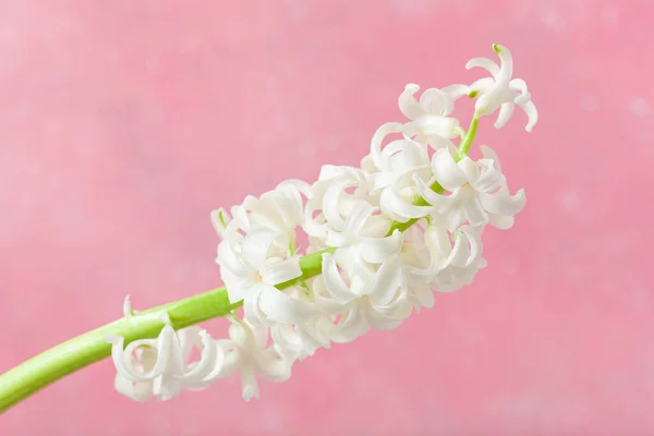 Белый Гиацинт Традиционное Зимнее Рождество Весенний Цветок Розовом Фоне — стоковое фото