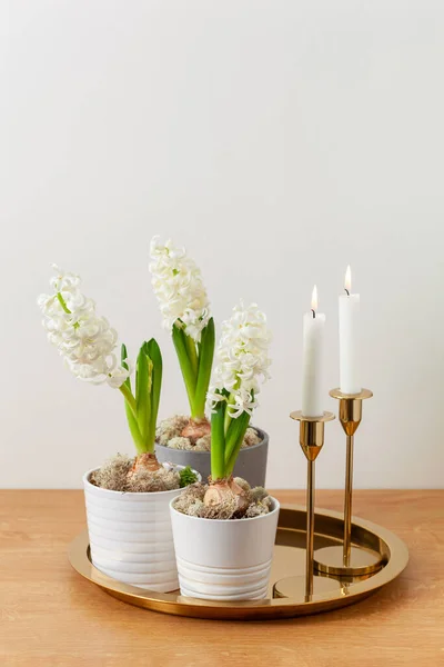 White Hyacinth Traditional Winter Christmas Spring Flower Candles — Fotografia de Stock