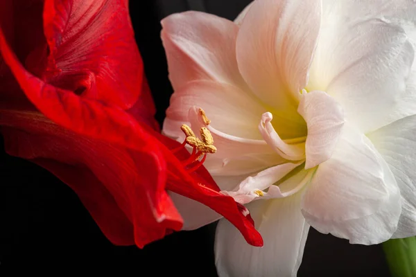 Metaphor Love Passion Sex Erotic Couple Two Amaryllis Flowers Touching —  Fotos de Stock