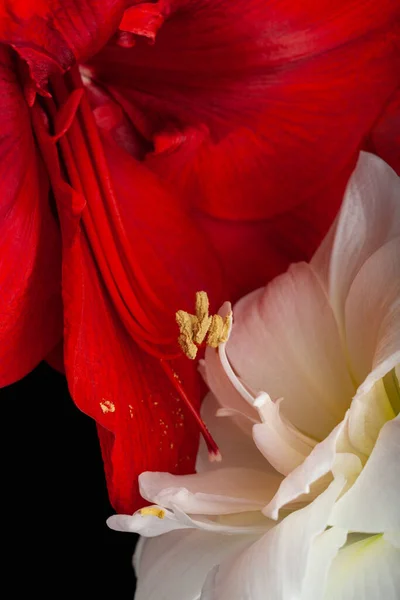 Metaphor Love Passion Sex Erotic Couple Two Amaryllis Flowers Touching — Stok fotoğraf