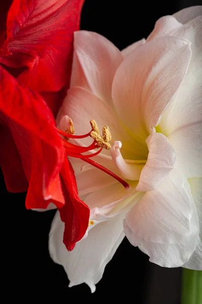 Μεταφορά Του Πάθους Του Έρωτα Ερωτικό Ζευγάρι Δύο Λουλούδια Amaryllis — Φωτογραφία Αρχείου