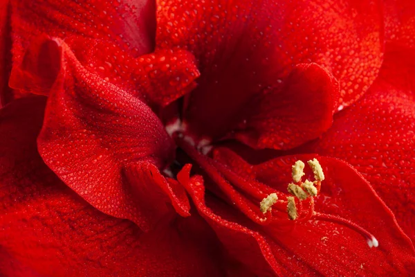 Abstrakcyjne Zbliżenie Natura Tekstury Czerwony Zima Boże Narodzenie Kwiat Amaryllis — Zdjęcie stockowe