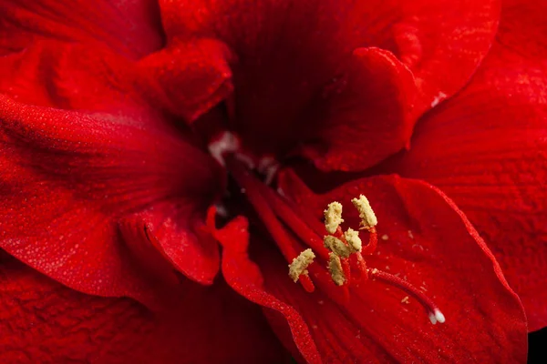 Abstracto Primer Plano Naturaleza Textura Rojo Invierno Navidad Flor Amarilis —  Fotos de Stock