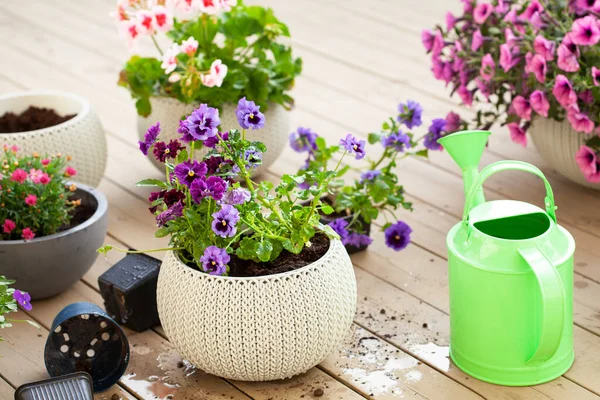 Gardening Planting Pansy Lavender Flowers Flowerpot Garden Terrace — Stock Photo, Image
