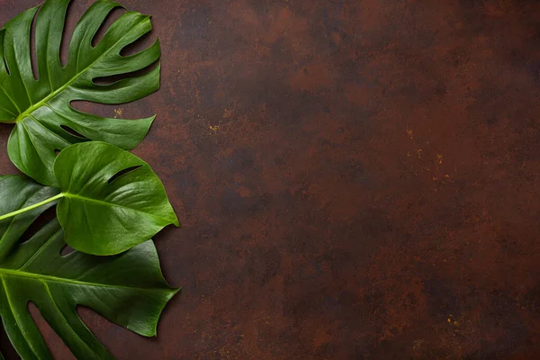 Monstera Blad Tropische Plant Donkere Achtergrond — Stockfoto