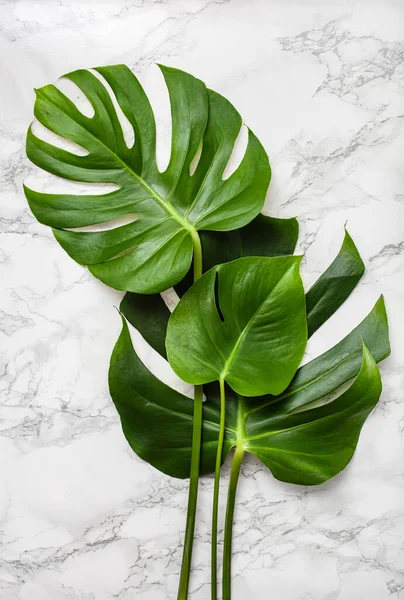 Monstera Blad Tropische Plant Grijze Marmeren Achtergrond — Stockfoto