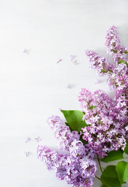 白色背景上美丽的紫丁香花 — 图库照片