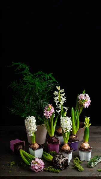 Sadzenie Hiacynt Kwiatów Zimowych Lub Wiosennych Czarnym Tle Koncepcja Ogrodnictwa — Zdjęcie stockowe