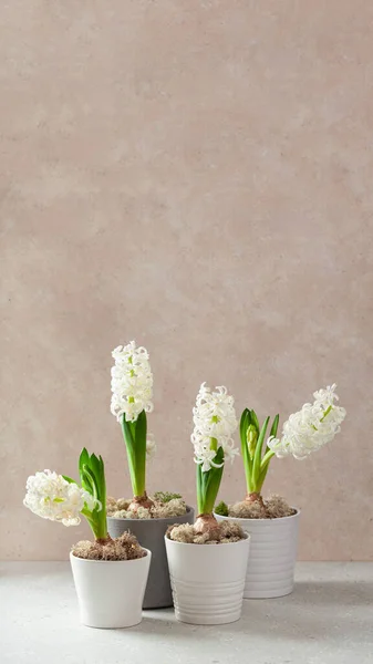 White Hyacinth Traditional Winter Christmas Spring Flower Beige Background — Fotografia de Stock