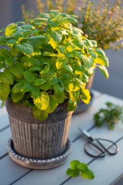 Limon merhemi (melissa) ve kekik otu balkonda saksıda, şehir konteynır bahçesi konsepti