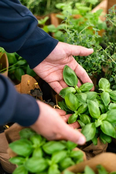 man customer hand choosing basil herb for planting in garden center