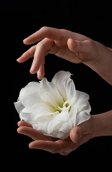 Χέρια Που Κρατούν Λευκό Εύθραυστο Λουλούδι Μαύρο Φόντο Φροντίδα Αγάπη — Φωτογραφία Αρχείου