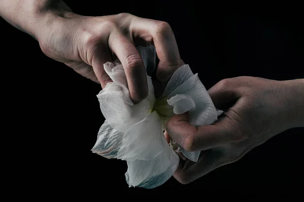 手撕裂白色脆弱的花朵 暗示着暴力侵犯 — 图库照片