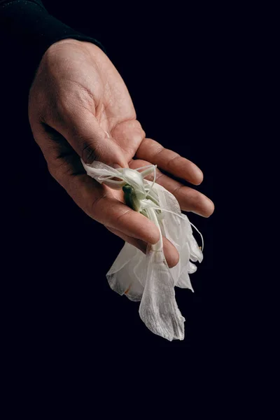 人的手牵着枯萎的花朵 绝望或抑郁的概念 — 图库照片