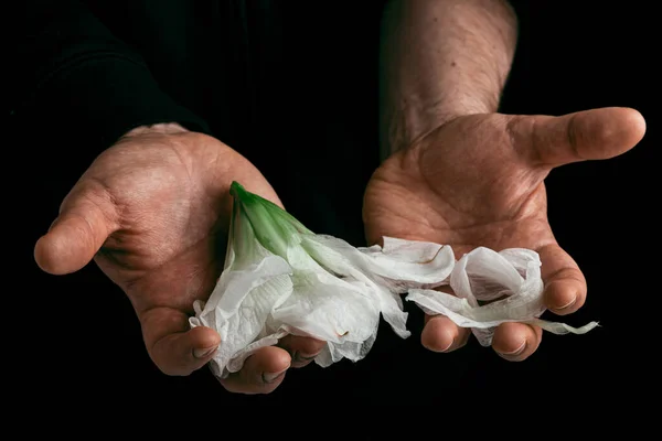 人的手牵着枯萎的花朵 绝望或沮丧的概念 — 图库照片