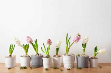 white pink hyacinth traditional winter christmas or spring flower